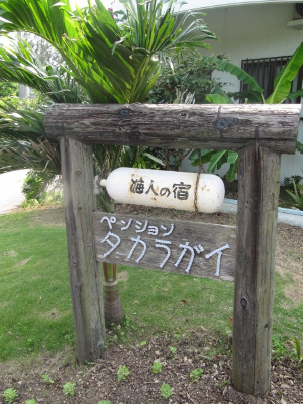 最大74%OFFクーポン ダバオのタカラガイ sedimentology.fr